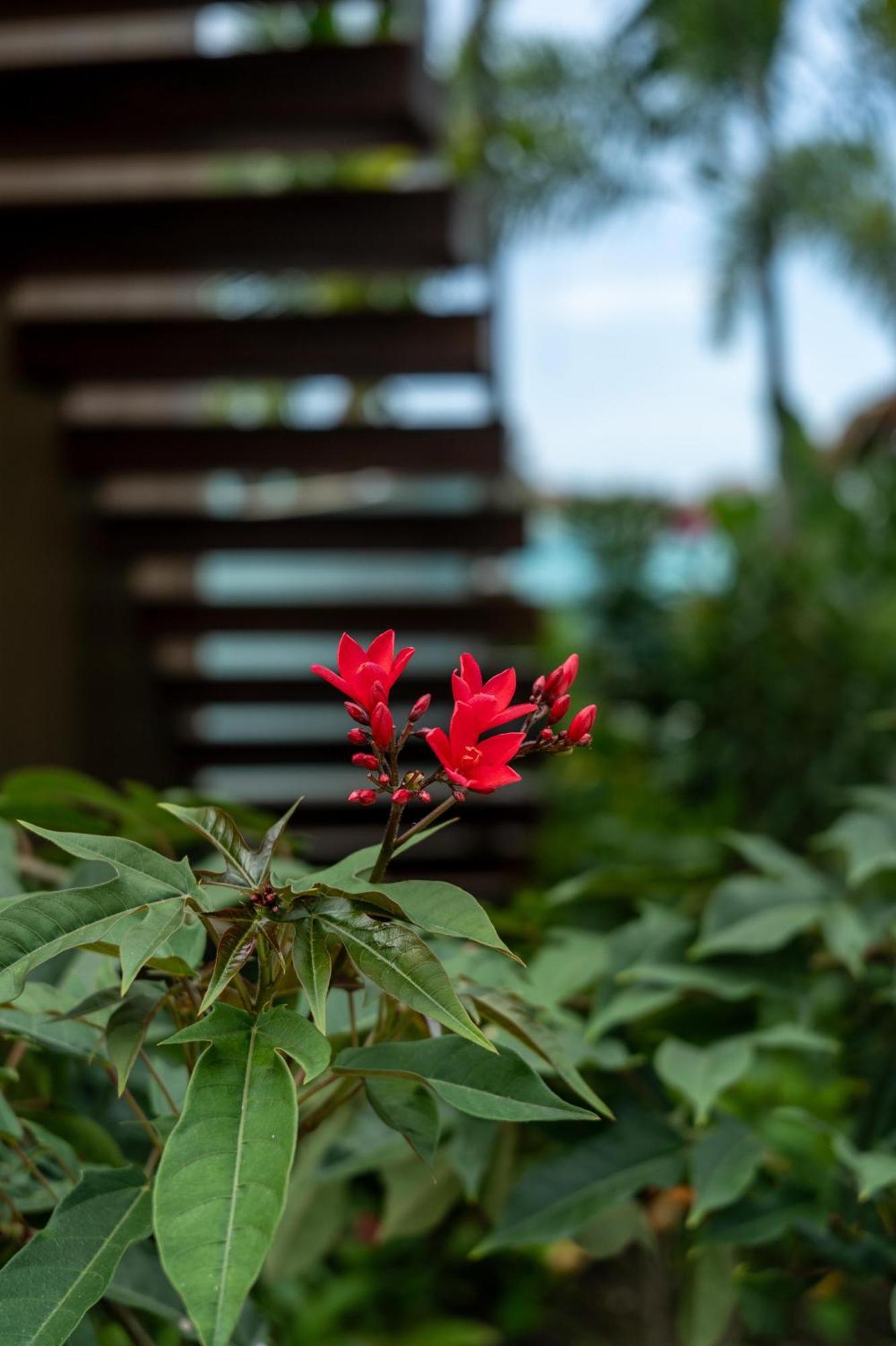 Resort Sandals Grande St. Lucian And - Couples Only (adults Only) Gros Islet