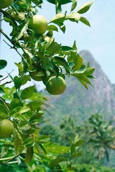 Rabot From Chocolat Soufriere