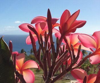 Tet Rouge Hotel Soufriere