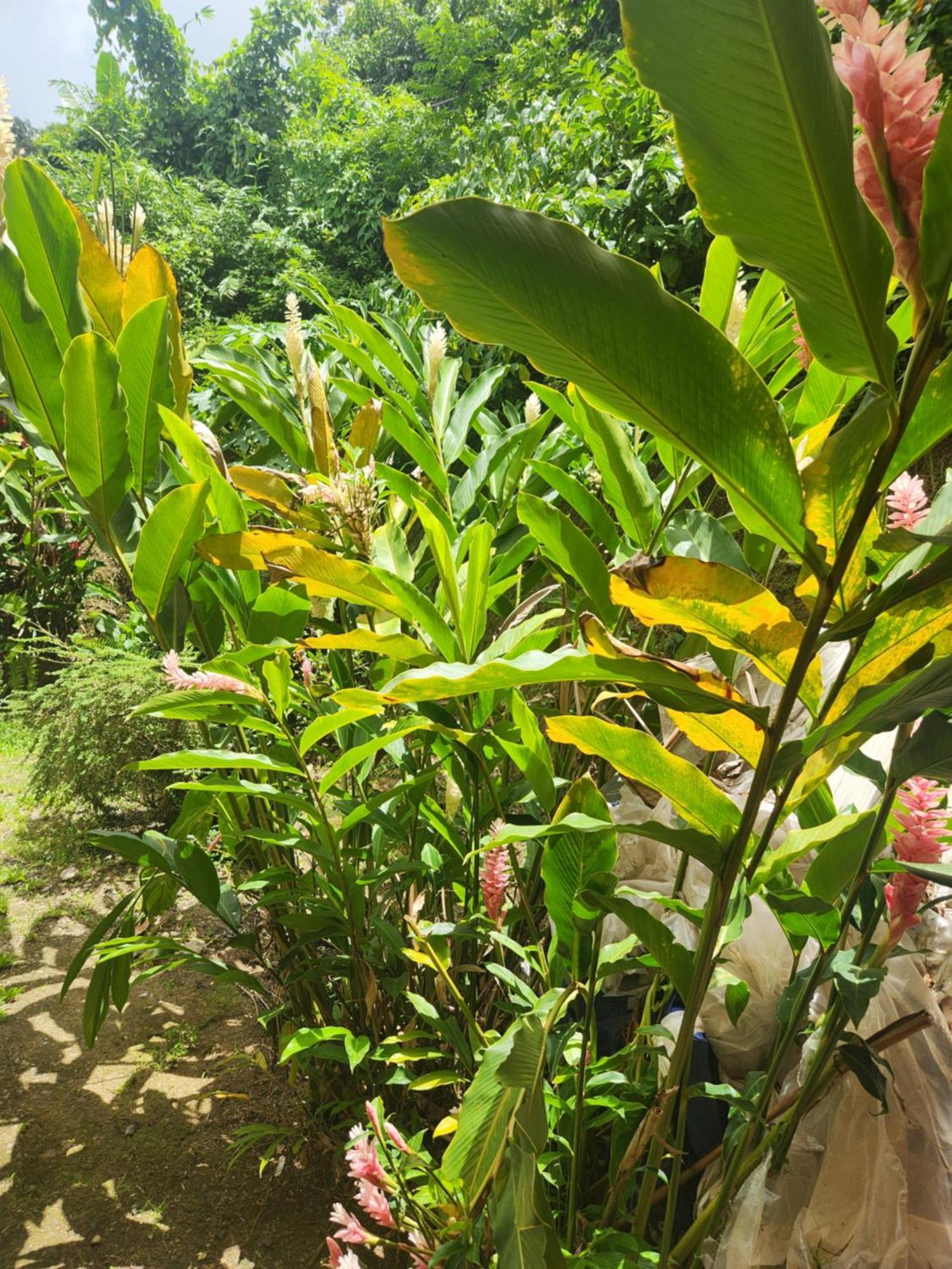 Guest house Hilltop View Castries