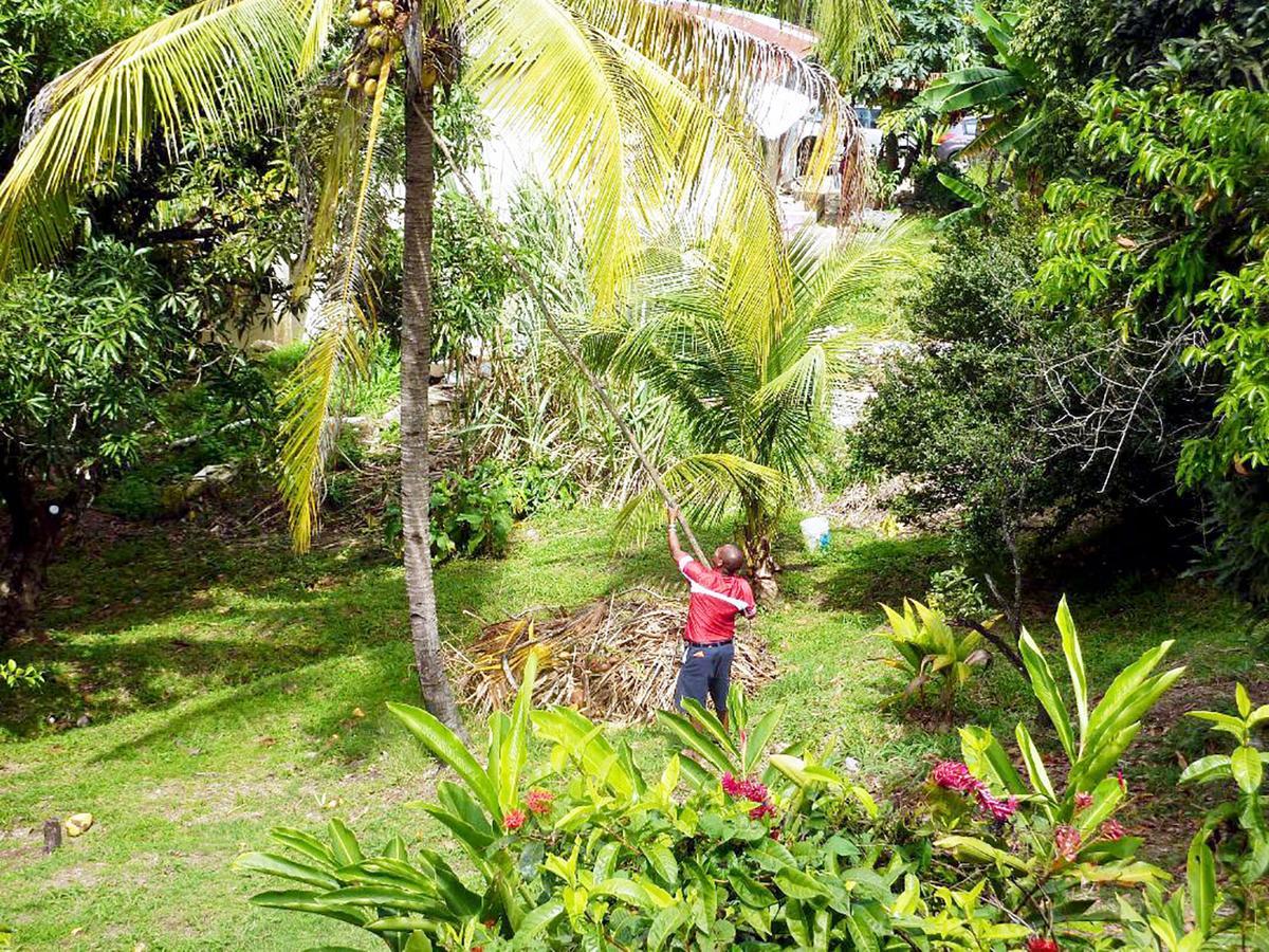 Frangipani * Castries